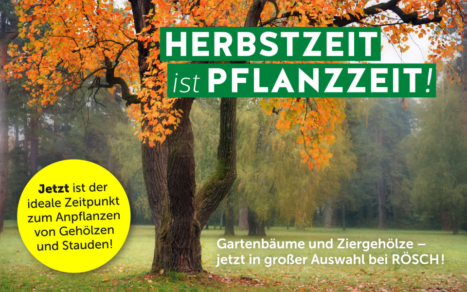 Jetzt winterharte Stauden und Gräser, Gartenbäume und Ziergehölze pflanzen – all das finden Sie jetzt in großer Auswahl bei RÖSCH in Achern.