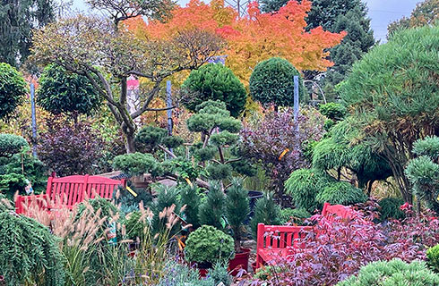 Herbstzeit ist Pflanzzeit bei Baumschule RÖSCH in Achern.