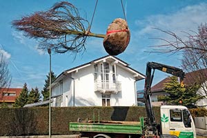 Abbilidung Rösch Gartengestaltung Baumtransport